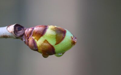 Noctamplumes 2025 : comme un goût de printemps